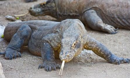 Komodo dragon