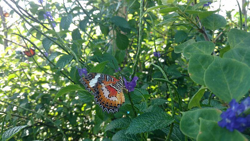 kemenuh butterfly park bali 1