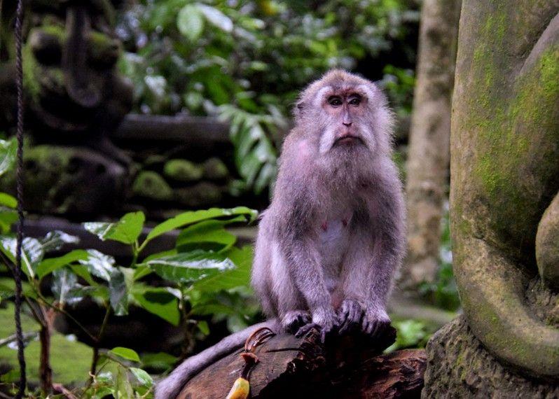 Attenzione alle scimmie, sono carine ma possono essere portatrici di malattie e sono abilissime ladre, Bali. ©Emma Shaw/Lonely Planet
