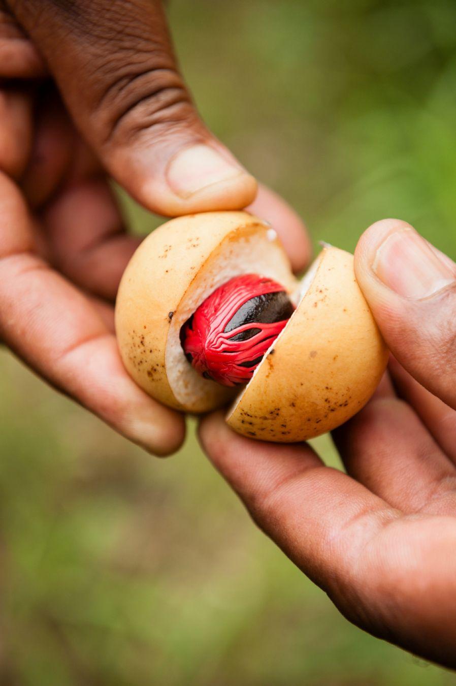 La noce moscata è una delle spezie tipiche dell'isola di Zanzibar ©Justin Foulkes/Lonely Planet