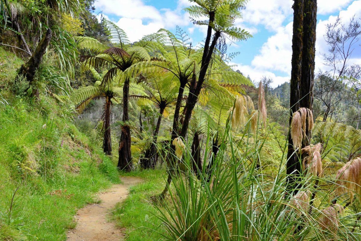 After the people were resettled, one of the most beautiful natural landscapes in New Zealand was created in the area of today's Whanganui National Park - © FRASHO / franks-travelbox