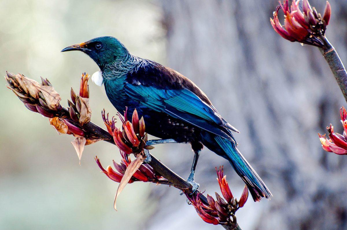 The dazzling tui has given its name to a New Zealand beer brand and was New Zealand's first bird of the year in 2005 - © tiire / Shutterstock