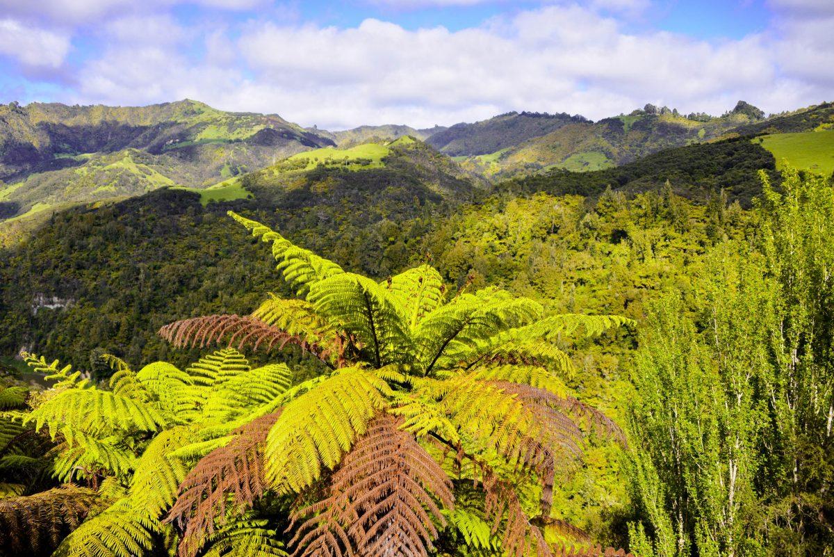  Nowhere else on New Zealand's North Island can you find a closed forest area of this size, as in Whanganui National Park - © FRASHO / franks-travelbox