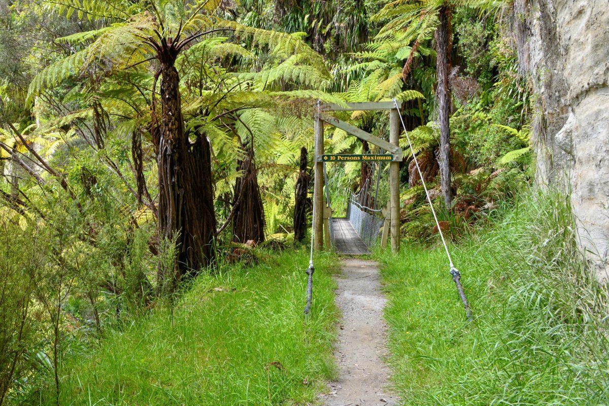 After a boat trip on the Whanganui, the Bridge to Nowhere can be reached via a walk that leads through fantastic plant life, New Zealand - © FRASHO / franks-travelbox